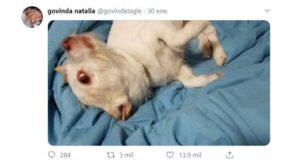 Tweet-con-perro-acostado-Twitter-govindatagle
