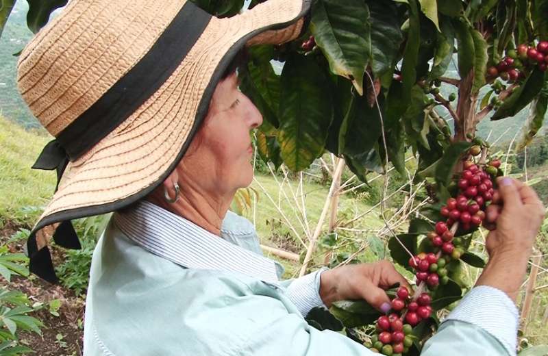 Polvorín en la OIC: las claves de la crisis del café a nivel mundial