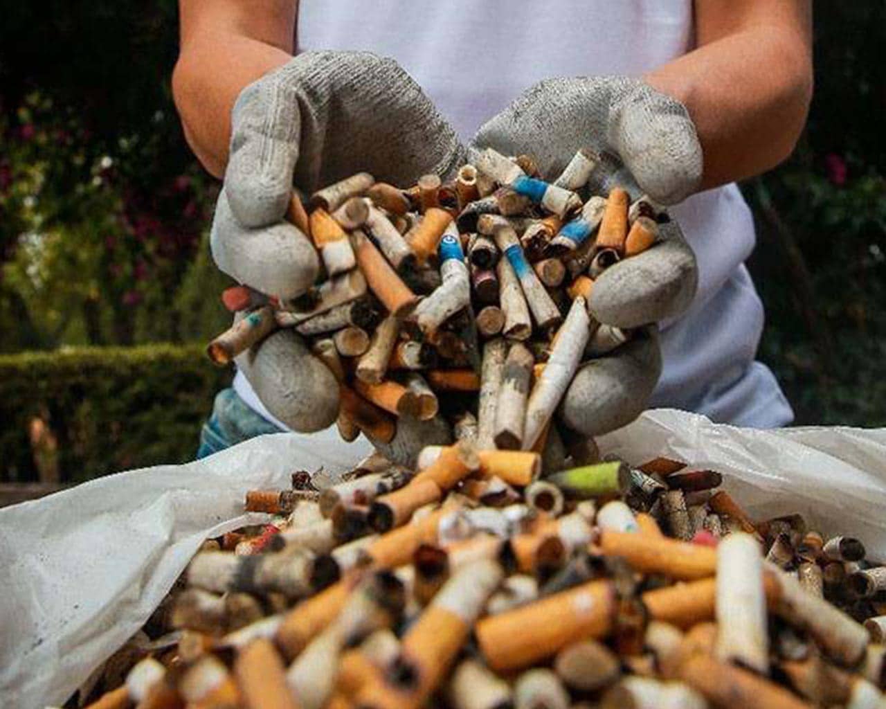 El tabaco, enemigo inesperado del Medioambiente