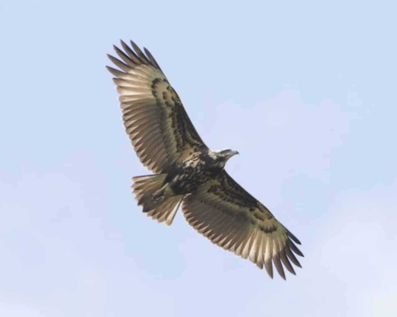 Águila solitaria